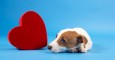 Love Songs