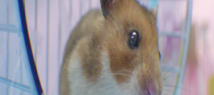 hamster-screen-3